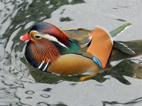 It is classified as a perching duck and is closely related to the wood duck. Mandarin Duck