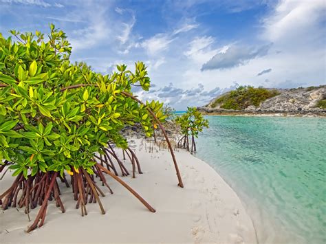 Hd Wallpaper Galloway Long Island Bahamas Mangrove Beach Mangroves Tree