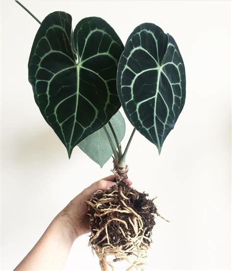 Anthurium clarinervium for sale at pudora shop with secure payment (paypal). anthurium clarinervium | Anthurium plant, Anthurium ...