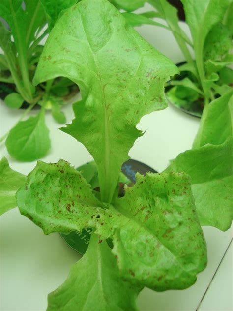 Aerogarden customer service phone number. Aerogarden lettuce has tiny brown spots... NOT freckles ...