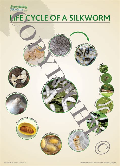 Life Cycle Poster Everything Silkworms