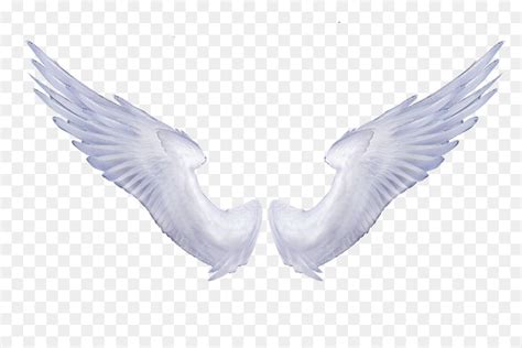 Angel Wings Portable Network Graphics Clip Art Image Transparency