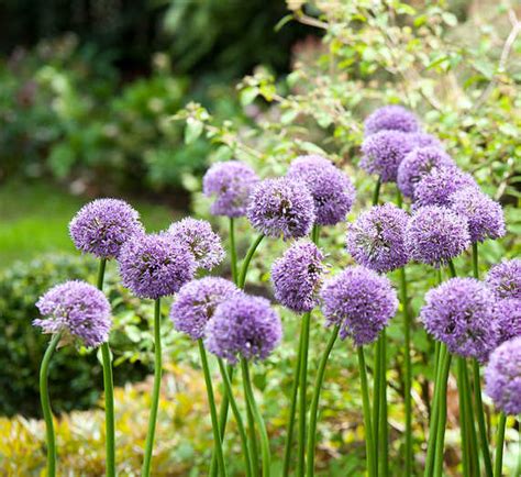 Ail D Ornement Conseils D Entretien Pour Une Belle Floraison