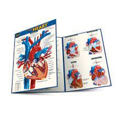 Barcharts Anatomy Of The Heart Pocket Guide Kvcc Bookstore