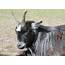 Goat Free Stock Photo  Public Domain Pictures