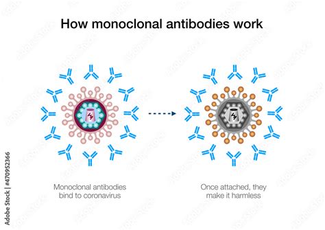 How Monoclonal Antibodies Work To Fight Coronavirus Stock Illustration