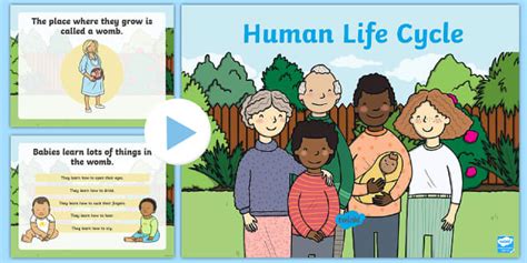 Human Life Cycle Powerpoint Colourful Resource For Kids