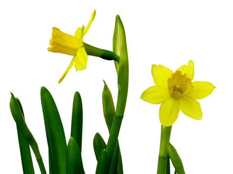Free Easter Daffodils Stock Photo