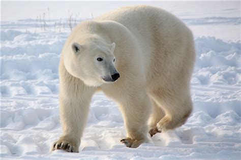 Portraits Of A Polar Bear