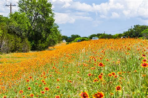 Flashback Trip Texas Roadside Wildflowers Roadesque