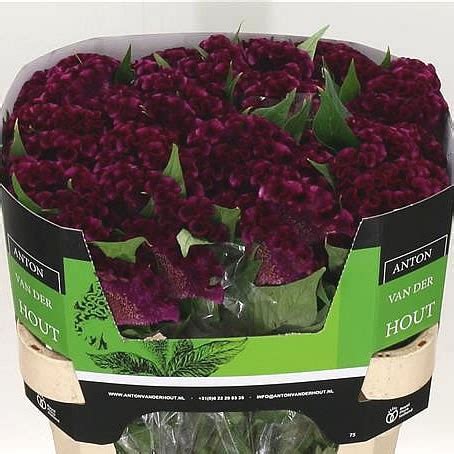 Celosia plant care information, tips on how to grow the celosia or cockscomb flower, what to look for when buying celosia, pests and disease. CELOSIA CRISTI PURPLE 75cm | Wholesale Dutch Flowers ...