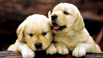 Puppies Adorable
