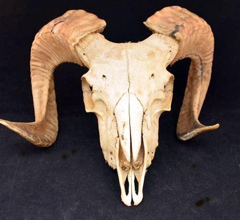 Real Ram Skull With Horns Skull With Horns Ram Skull Horns