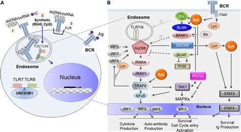 Frontiers Tlr7tlr9 And B Cell Receptor Signaling Crosstalk