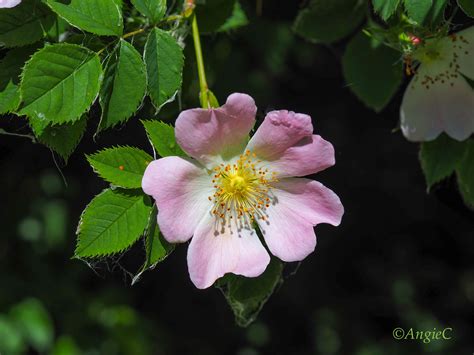 Dog Rose Rosa Canina Thoughts Of Dawn Beautiful Flowers
