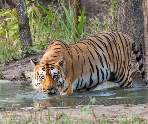 Tigers In India 12 Best Places To Sight Them Wildlifezones