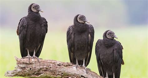 Federally Protected Black Vultures Eating Cows Alive Across Midwest