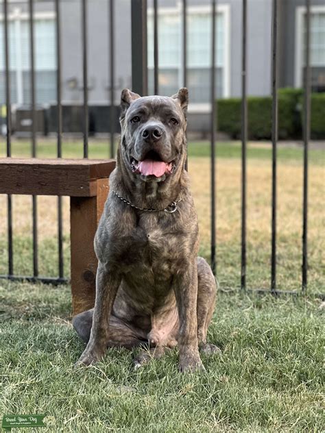 Cane Corso Stud Stud Dog In Maryland The United States Breed Your Dog