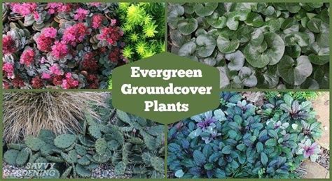 Winter covers for a 28' above ground round pool. Evergreen Groundcover Plants: 20 Choices for Year-round ...