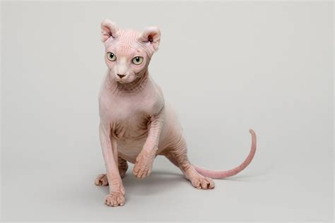 Dwelf Cat 13 Things To Know About This Hairless Elf Breed