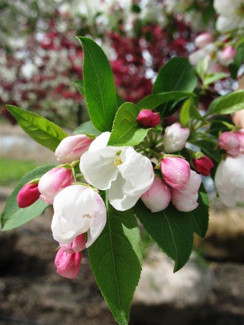 Crabapple Trees Are Famous For Their Colorful Fragrant Springtime