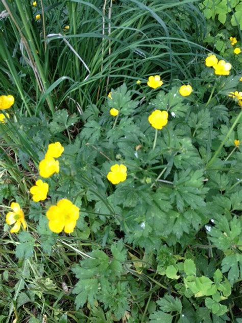 Peonies offer a variety of flower types: Creeping Buttercup (ranunculus repens): This appears to be ...