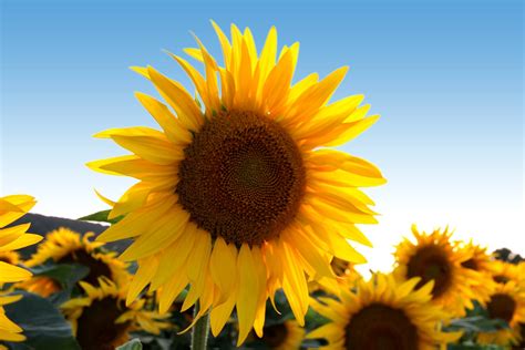 Sunflower Free Photo Download Freeimages