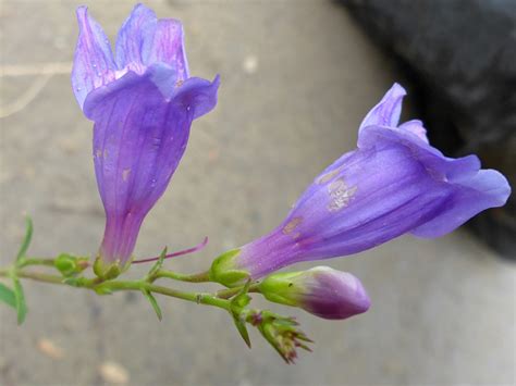 Flowers And Bud Pictures Of Penstemon Strictus Plantaginaceae