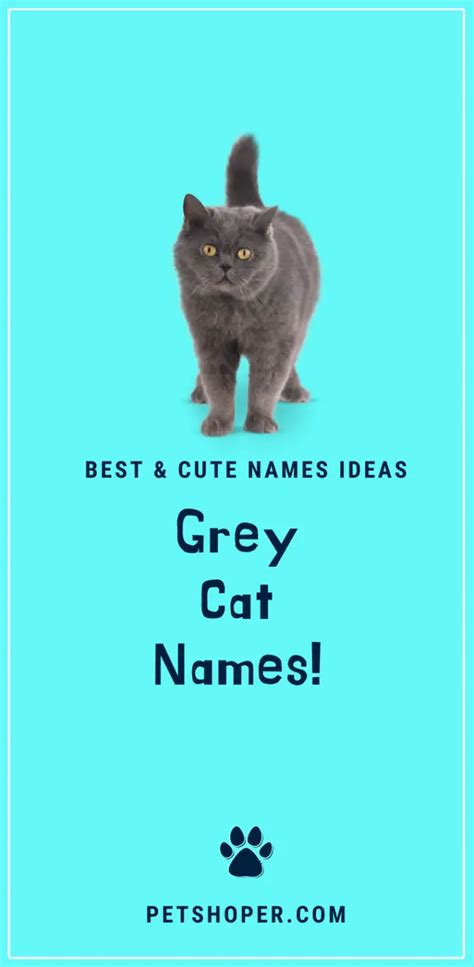 Grey Cat Names 41 Awesome Ideas With Video Petshoper