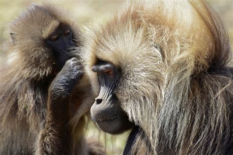 Gelada Baboon (14) | Simien Mountains | Pictures | Ethiopia in Global ...