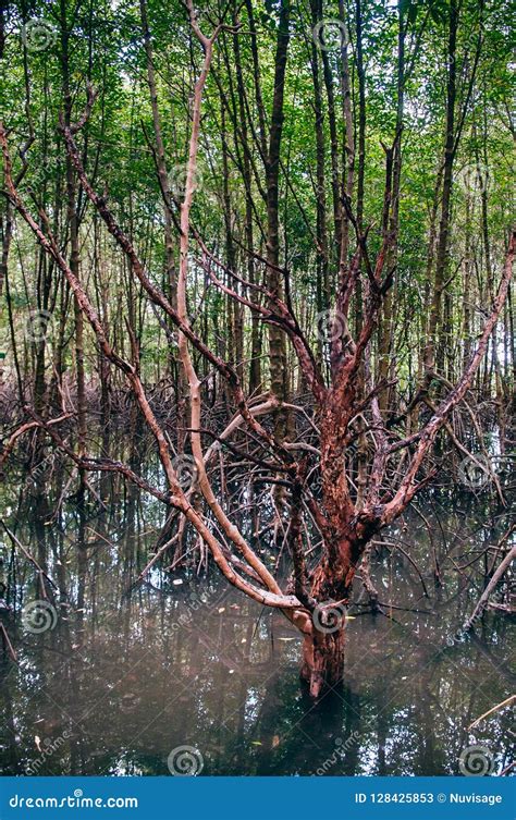 Thailand Tropical Mangrove Swamp Forest With Exotic Tree Stock Image