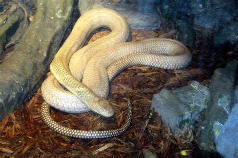Nyc Bronx Bronx Zoo House Of Reptiles King Cobra Flickr