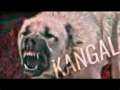 The anatolian pyrenees is a cross between the anatolian shepherd and the great pyrenees. Turkish Kangal Videos Kangal Attack Anatolian Shepherd Dog ...