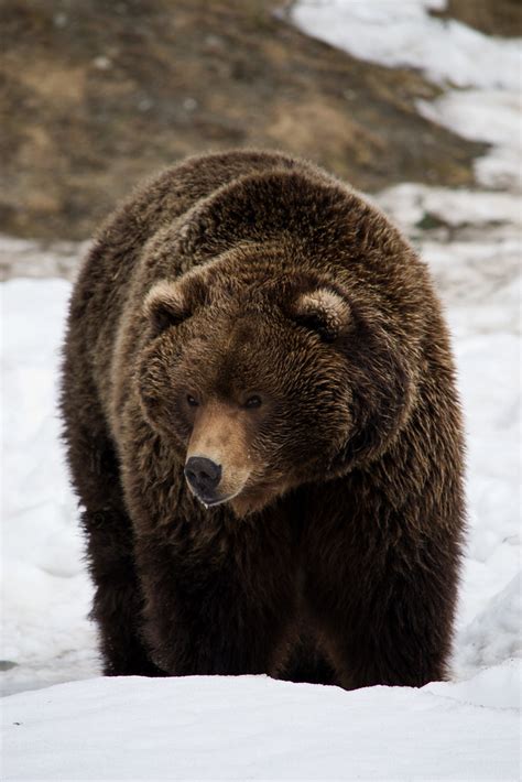 Alaskan Brown Bear Anchorage Zoo Photogramma1 Flickr