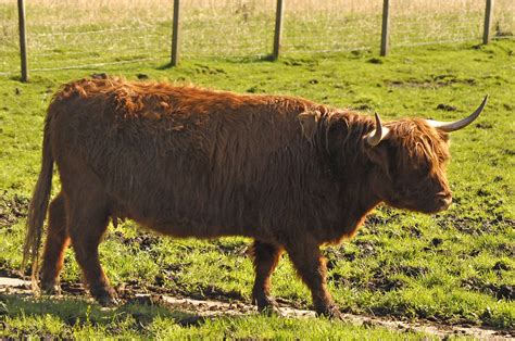 Highland Cow Female Scotland I Call Her Mrs Hamish