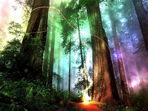 Rainbow Forest Fantasy Forest Magical Forest Magic Forest