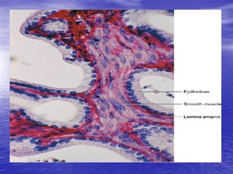 Histology Of The Male Reproductive System Repro 5