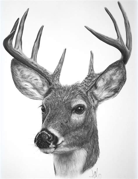 White Tailed Buck Sold Prints Start At 15 Deer Art Deer Drawing