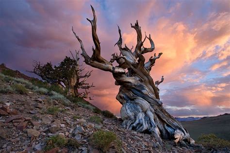 25 Of The Most Magnificent Trees In The World Beautiful Landscape