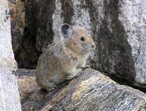 Protections Rejected For American Pika Other Species The Seattle Times