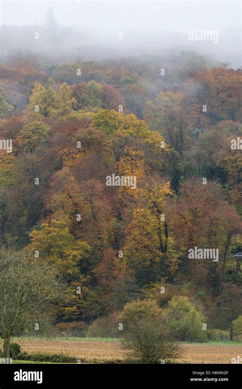 Autumn In The Forest Of Dean And Wye Valley Stock Photo Alamy