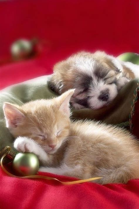 59 Best ♥ Cute Sleeping Cats And Dogs Together ♥ Images On