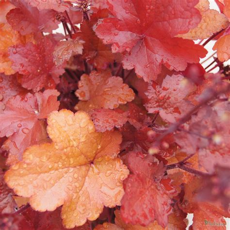 Please subscribe to our channel.watch comedy for free and enjoy yourselfdrop your. Heuchera 'September Morn' from the Chelsea Gold Medal ...