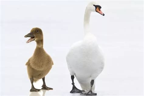 Ugly Ducklings Who Turned Into Beautiful Swans Pics Hot Sex Picture