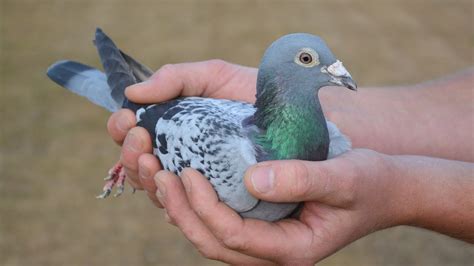 Racing Pigeon Sold At An Auction For Record 14 Million