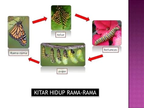 Slaid Kitar Hidup Haiwan