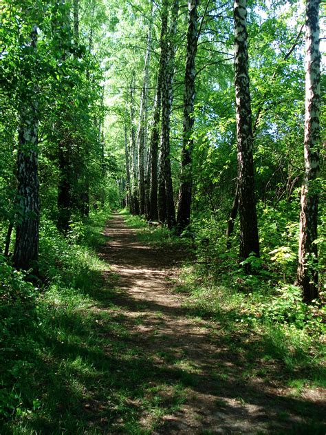 Free Images Landscape Tree Nature Pathway Wilderness