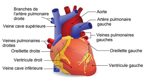 Coeur Anatomie