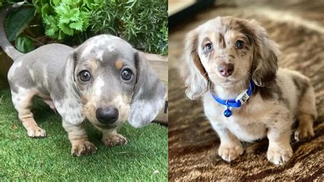Dachshund Dog Breed Information Care And Images Puppies Club