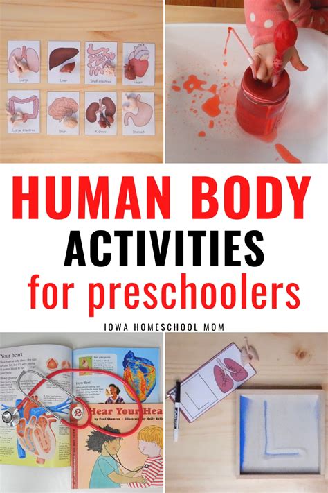 Human Body Activities For Preschoolers Human Body Activities Human